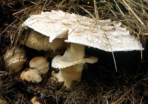Chlorophyllum brunneum